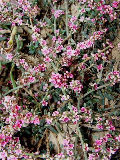 Polygonum effusum